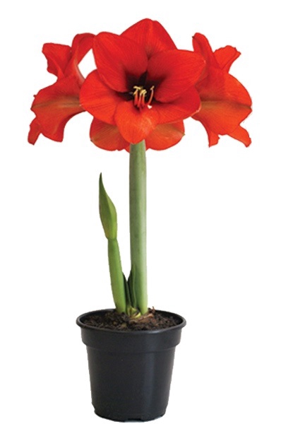 <h4>AMARYLLIS P14 VERMELHO MIN 2 HT</h4>