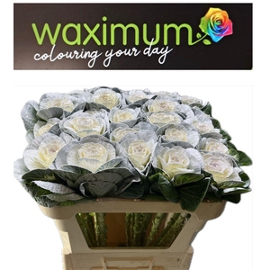 BRASSICA WIT+ZILVER GLITTER 70CM