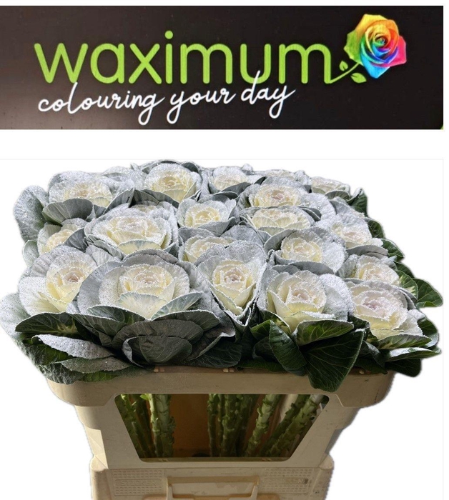 <h4>BRASSICA WIT+ZILVER GLITTER 70CM</h4>