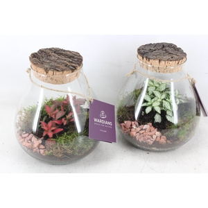 arr3 WR - Terrarium Halley M