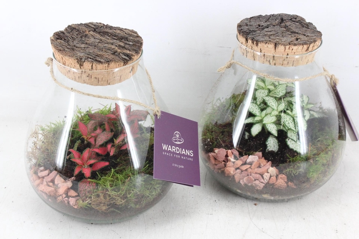 <h4>arr3 WR - Terrarium Halley M</h4>