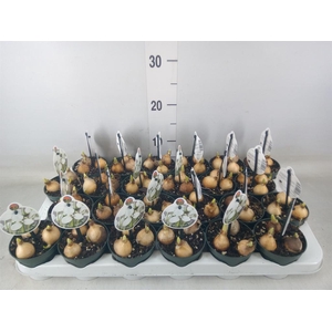 Galanthus nivalis   ...in pot