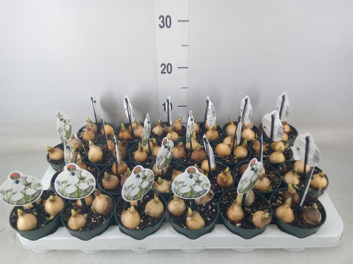 <h4>Galanthus nivalis   ...in pot</h4>