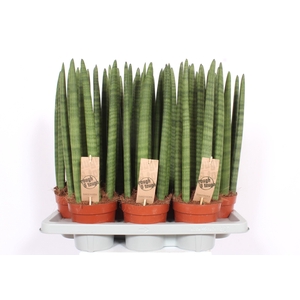 Sansevieria Straight