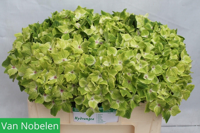 <h4>HYDR M MAG SUMMGR</h4>