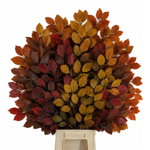 Faggio Preserved Autumn (beech,beuk)