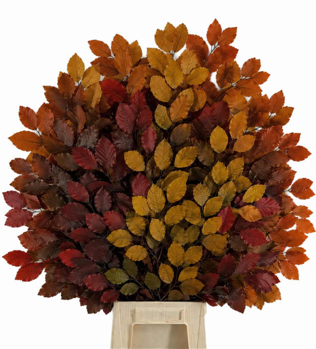 <h4>Faggio Preserved Autumn (beech,beuk)</h4>