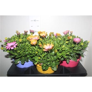 Osteo Senoritas Gem 3 Srt