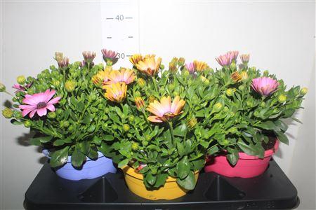 <h4>Osteo Senoritas Gem 3 Srt</h4>