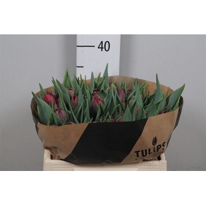 Tu Du Alison Bradley