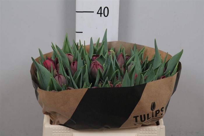 <h4>Tu Du Alison Bradley</h4>