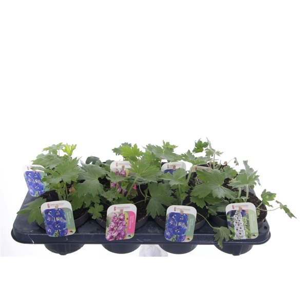 <h4>Delphinium Magic Fountains</h4>