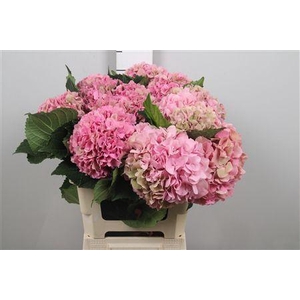 Hydr Cl M Roy Sympho