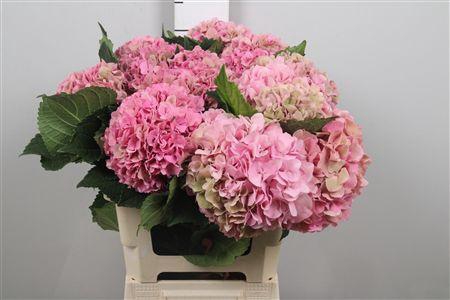 <h4>Hydr Cl M Roy Sympho</h4>