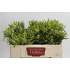 Leucadendron Pisa Spray