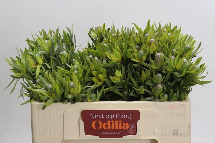 <h4>Leucadendron Pisa Spray</h4>
