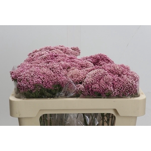 Ozothamnus Booming Pink