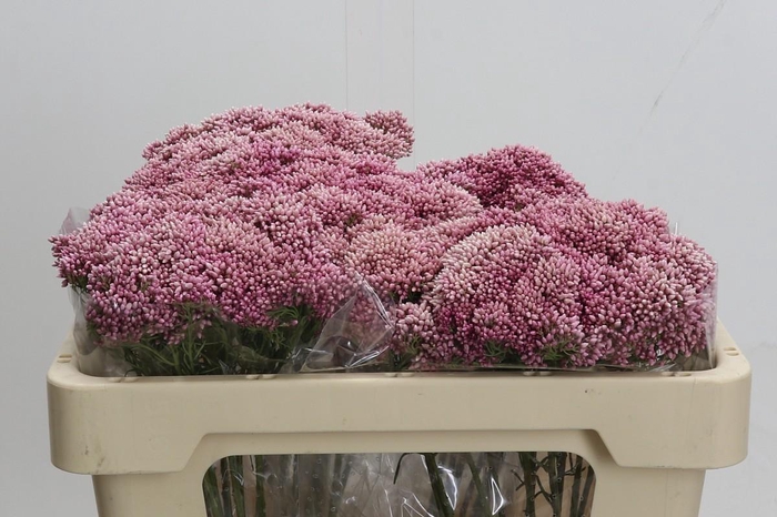 <h4>Ozothamnus Booming Pink</h4>