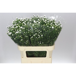 Aster Pretty Wendy