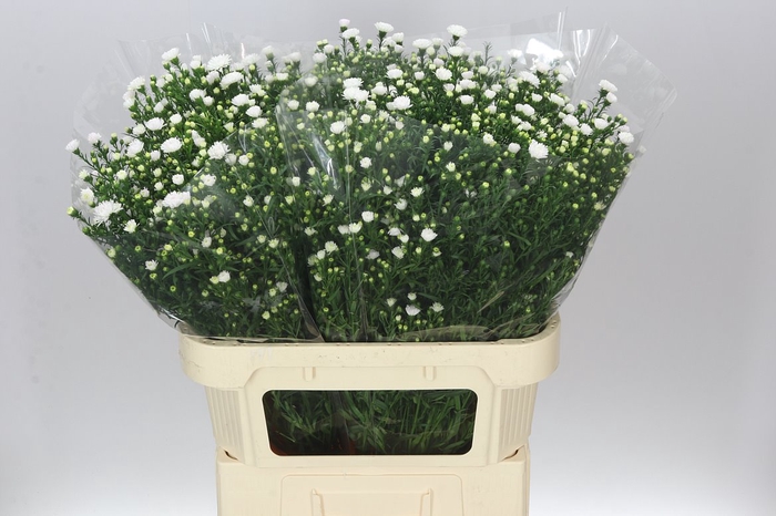 <h4>Aster Pretty Wendy</h4>