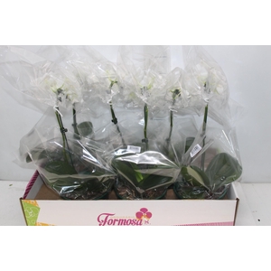 PHALAENOPSIS MIDI CASCATA P15 BRANCO MIN 5 FLS