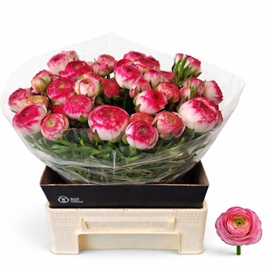 RAN EL WHITE SFUMATO