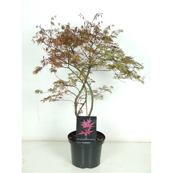 <h4>Acer palmatum 'Orangeola' P23</h4>