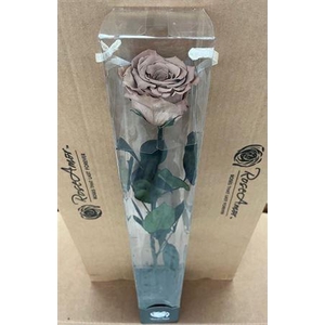 50cm Stem Cho89