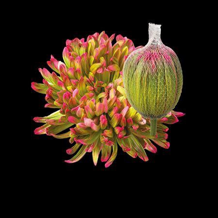 <h4>Chr G Antonov Hortensia</h4>