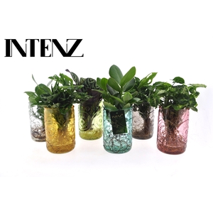 Intenz mix in Ibiza glas - levertijd: 24 uur