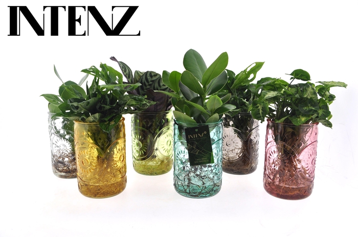 <h4>Intenz mix in Ibiza glas - levertijd: 24 uur</h4>