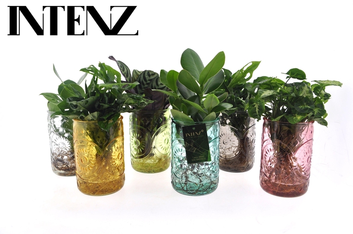 <h4>Intenz mix in Ibiza glas - levertijd: 24 uur</h4>