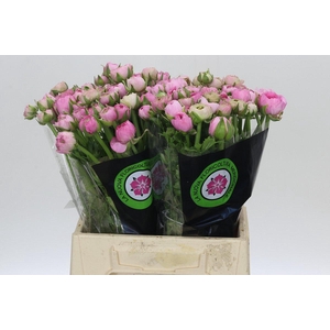 Ranunculus Elegance Pink