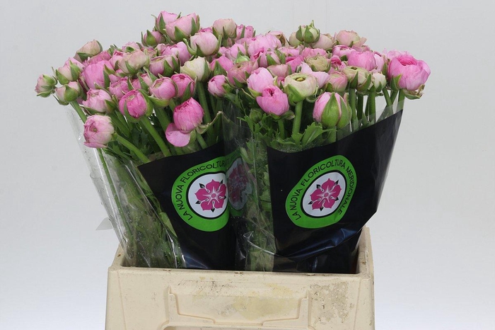 <h4>Ranunculus Elegance Pink</h4>