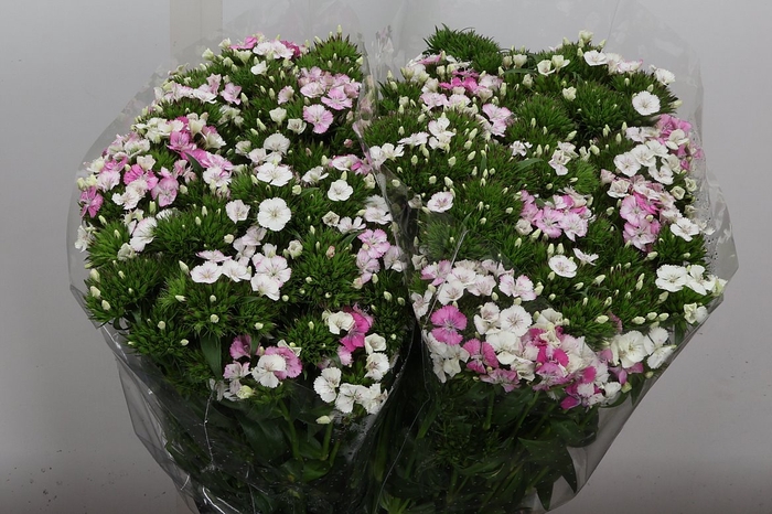<h4>Di Barb Am Rose</h4>