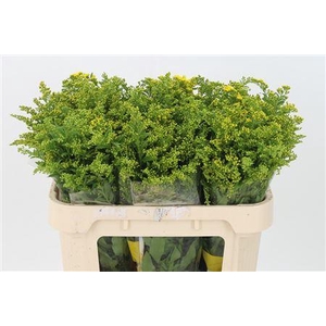 Solidago Carzan Glory