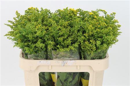 <h4>Solidago Carzan Glory</h4>