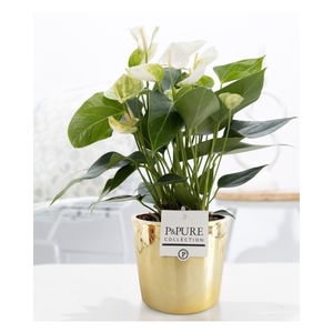 Anthurium white (Elido) in P&PURE Laryssa ceramics shiny gold