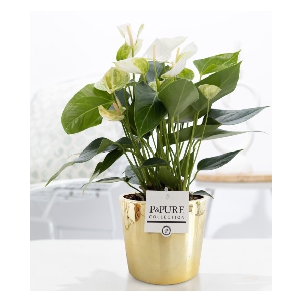 <h4>Anthurium white (Elido) in P&PURE Laryssa ceramics shiny gold</h4>