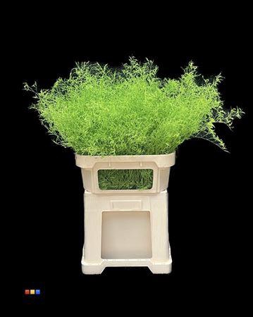 <h4>Limonium Green</h4>