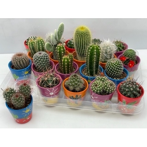 CACTUS GEM