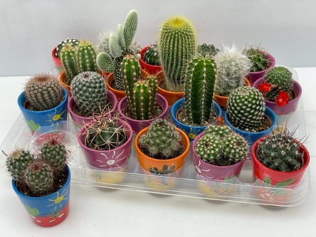 <h4>CACTUS GEM</h4>