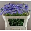 Scabiosa Stafa Blauw