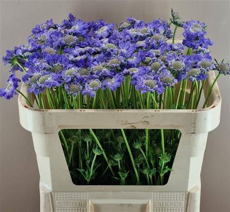 <h4>Scab C Staefa Blauw</h4>