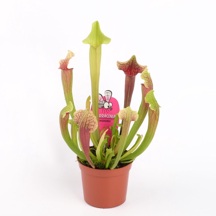 <h4>Sarracenia Smoorii</h4>