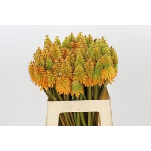 Kniphofia Eycone Peach