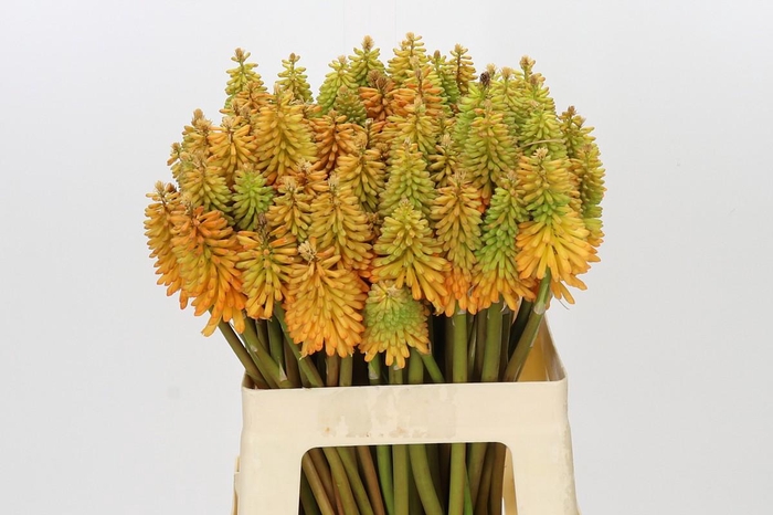 Kniphofia Eycone Peach