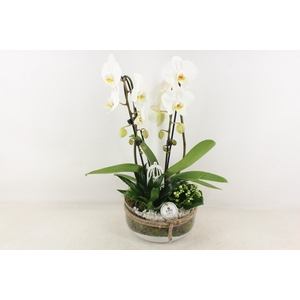 arr2 PL - Bose XL touw phal. wit dracaena