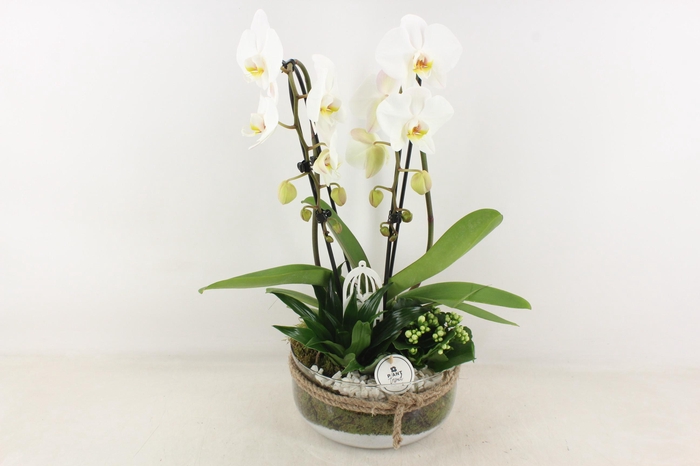 <h4>arr2 PL - Bose XL touw phal. wit dracaena</h4>