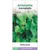 Aristolochia macrophyll